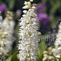 CLETHRA